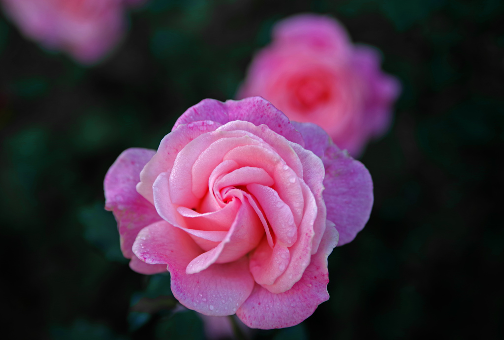 雨のエチュード　IMGP0032zz