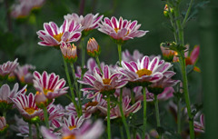 秋の花 菊？　P1470048zz