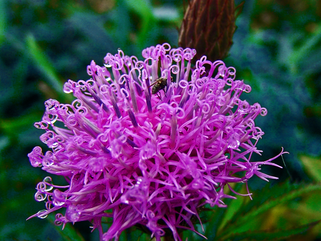 雨の贈り物　DSC04378zz