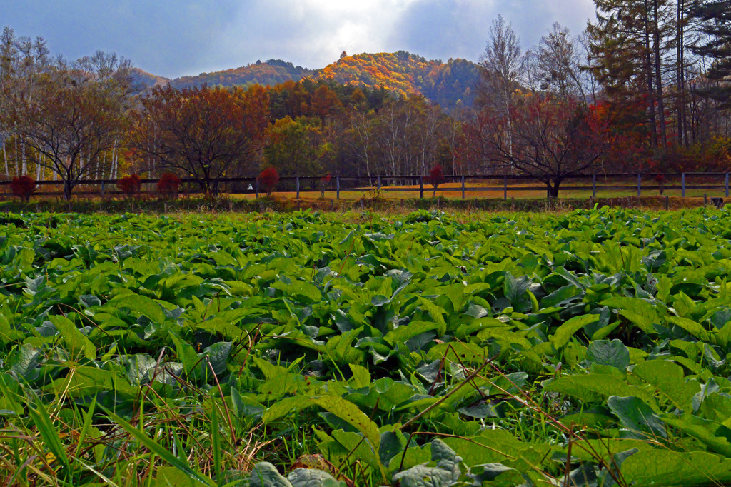 もうじき晴れるかな？　P1057685zz
