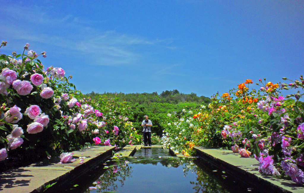 水辺の薔薇Ⅱ　P1270364zz