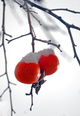 雪帽子　P1810288zz