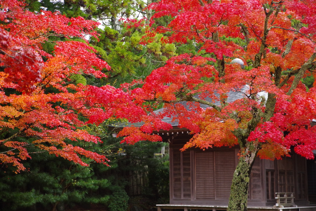 堂宇を彩る　IMGP9156