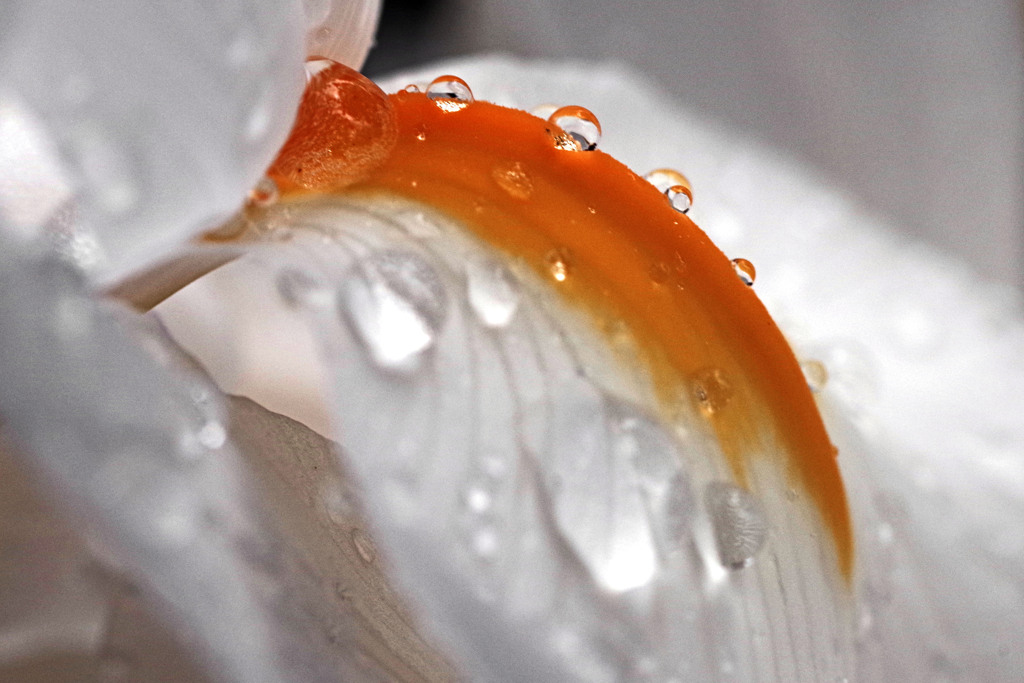 雨の贈り物　のIMGP5900zz