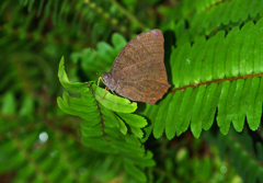 黒木間蝶 ♀　IMG1739zz