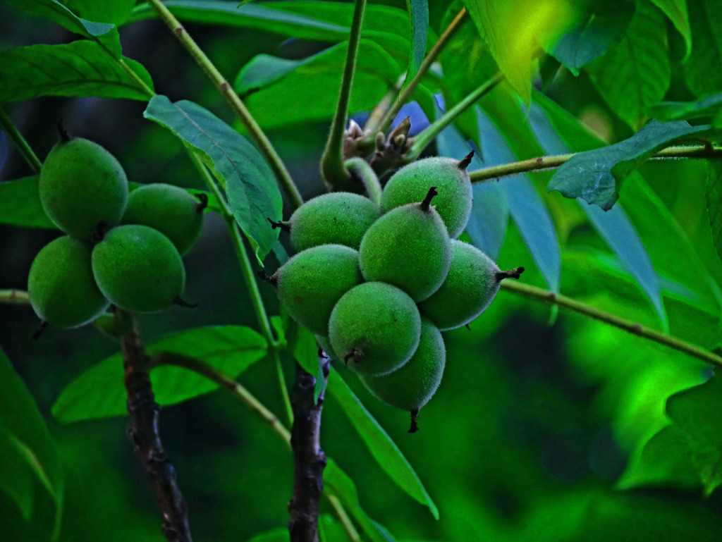 青ぐるみ　P1310961zz