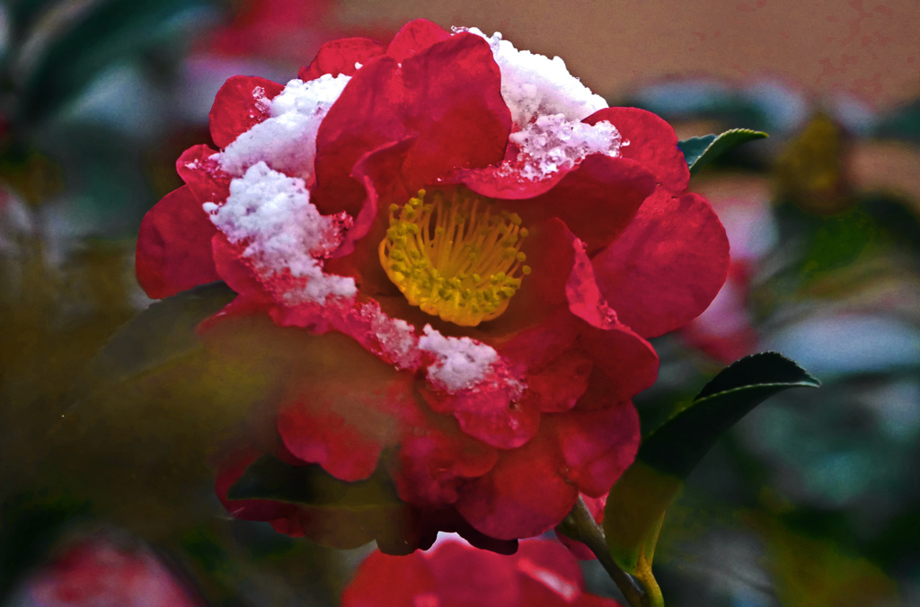 雪持ち椿　P1810372zz