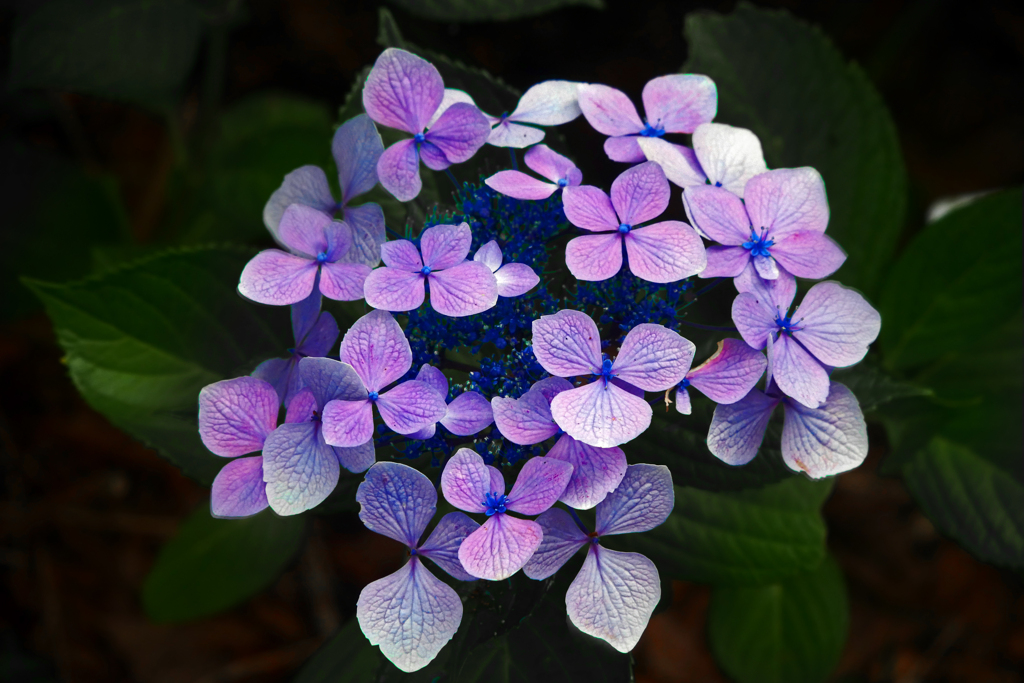 「額の花」  P1410835zz
