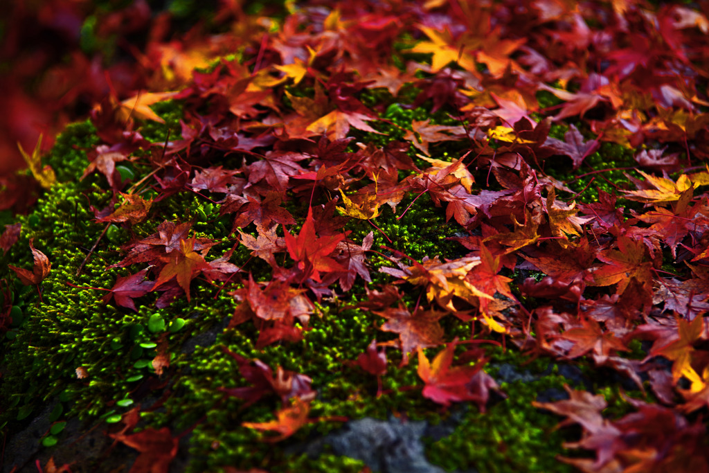 ちりいろは　IMGP1642z