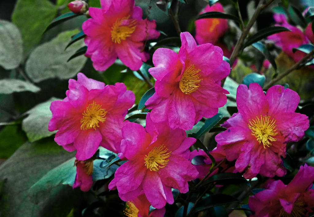 山茶花の垣根　P1800809zz