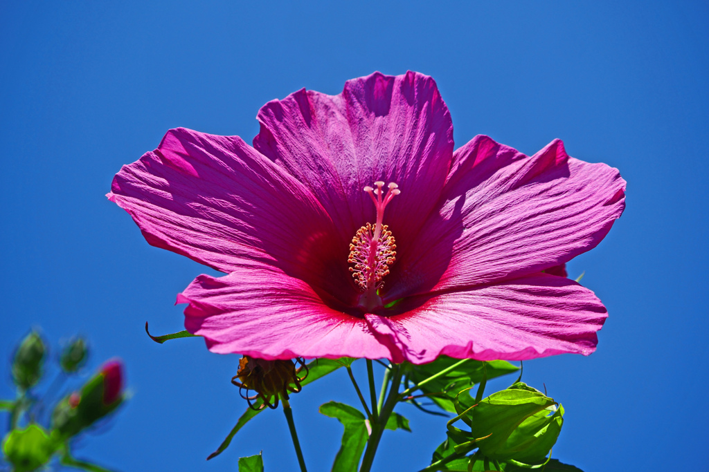 満面の笑顔　P1210410zz