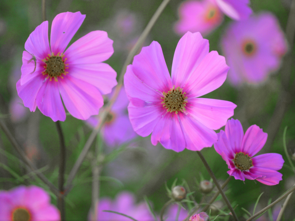 cosmos(コスモス) 　P1150485zz