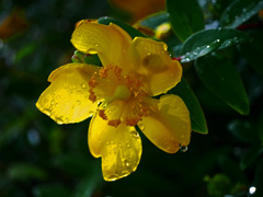 Bloom in the rain　P1280277zz