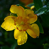 Bloom in the rain　P1280277zz