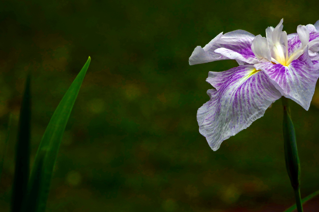 静かに佇む　P1410849zz