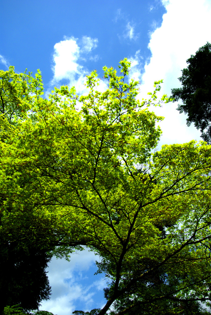 若葉のトンネル　IMGP0969zz