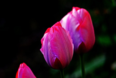 Red tulips　P1160372zz