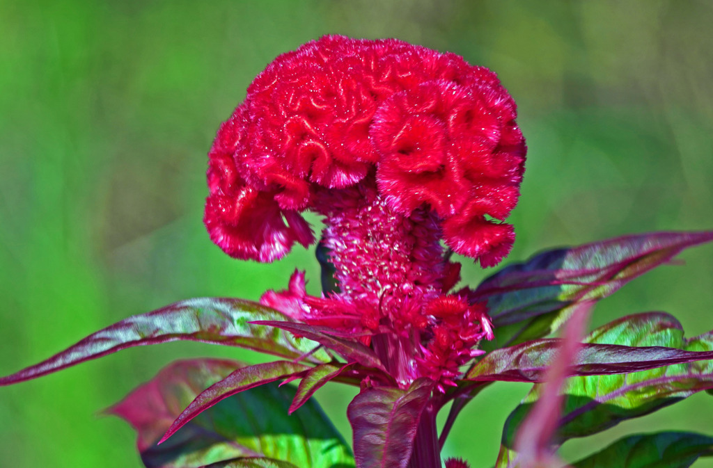 鶏冠のごとく　P1390405zz