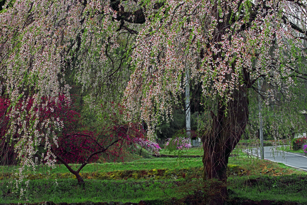 葉桜を前にして最後の輝き　IMGP2207zz