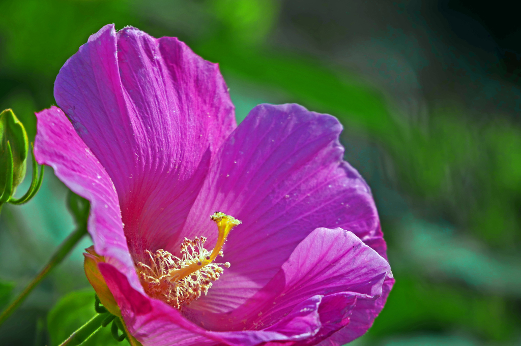 芙蓉花　P1250609zz