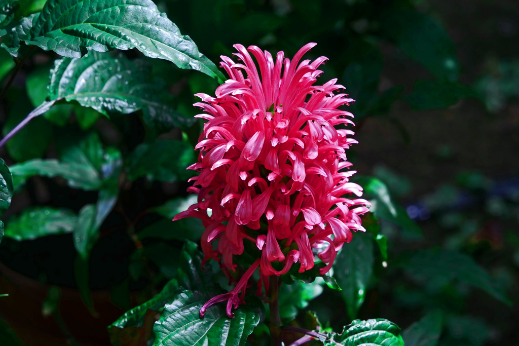 サンゴバナ　P1180324z