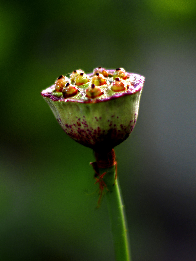 花托　_IGP0196zz