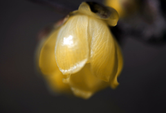 黄色い雪洞　IMGP0134zz