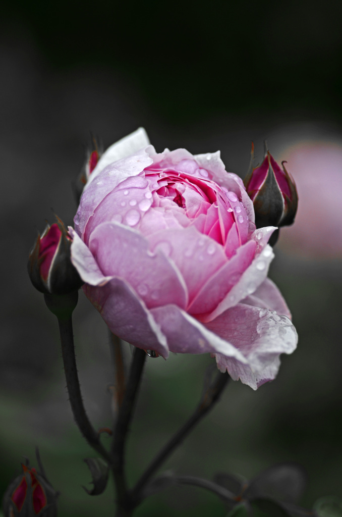 春の雨　IGP7815zz
