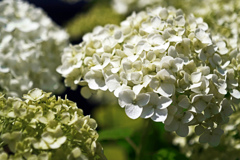 白い紫陽花　P1086567zz