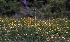 春のお花畑　IMGP6719zz