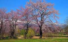 桜の園と白馬連山　IMGP2393zz