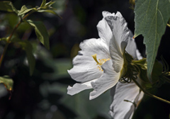 白芙蓉　IMG1695zz