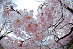 花にも涙　IMGP4467zz