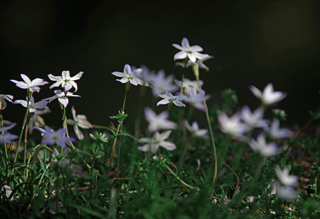 野に咲く花たち　IMGP2645zz