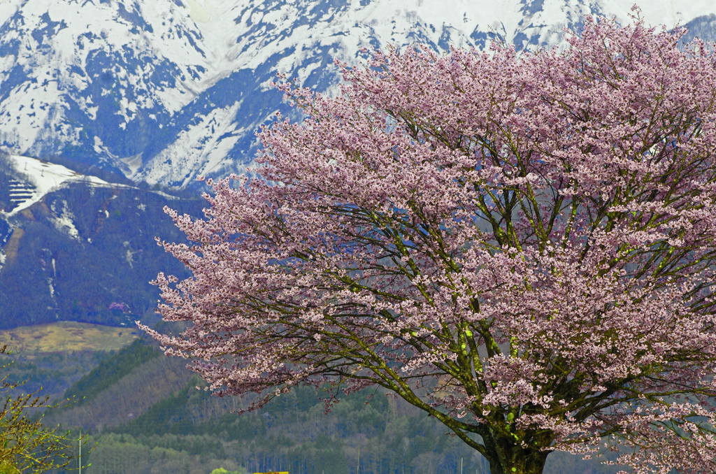 残雪と一本桜　IMG9338zz