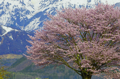 残雪と一本桜　IMG9338zz