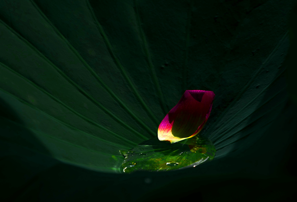 ひとひらの花びら　P1600731zz