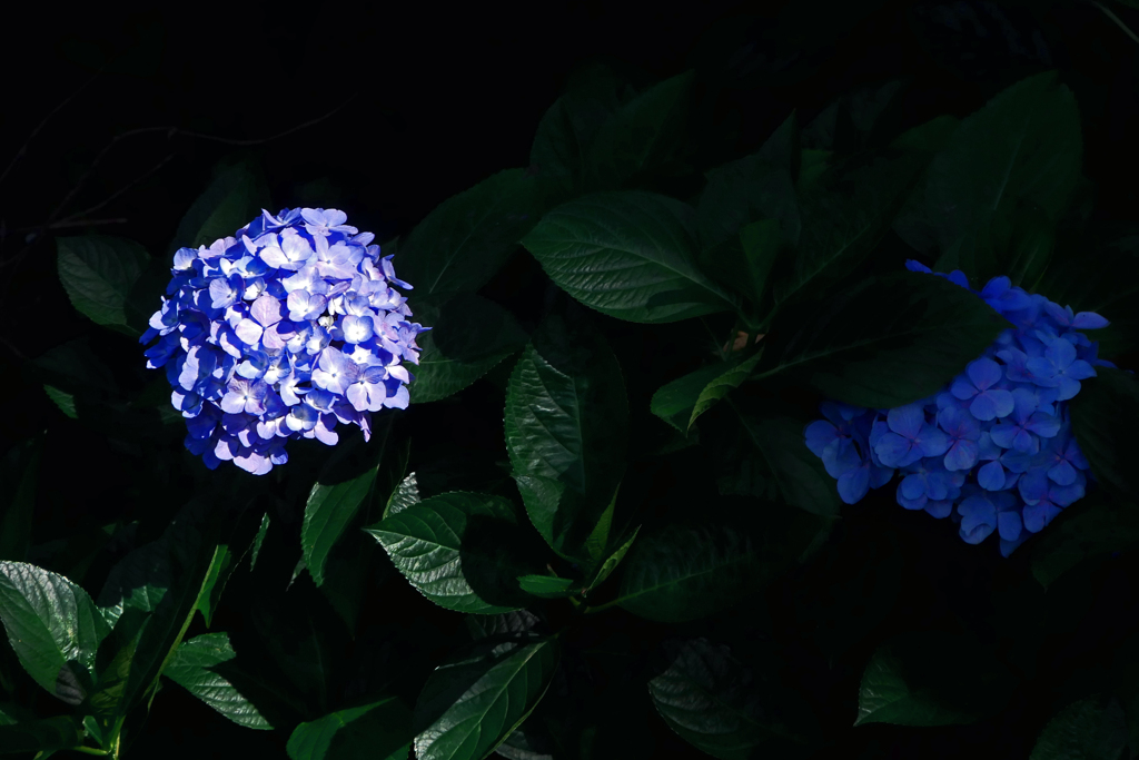 日向の花日陰の花　P1410587zz