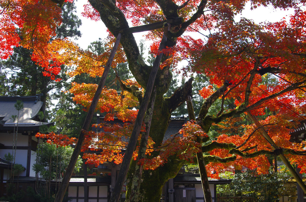 お寺のシンボルツリー　_IGP9394zz