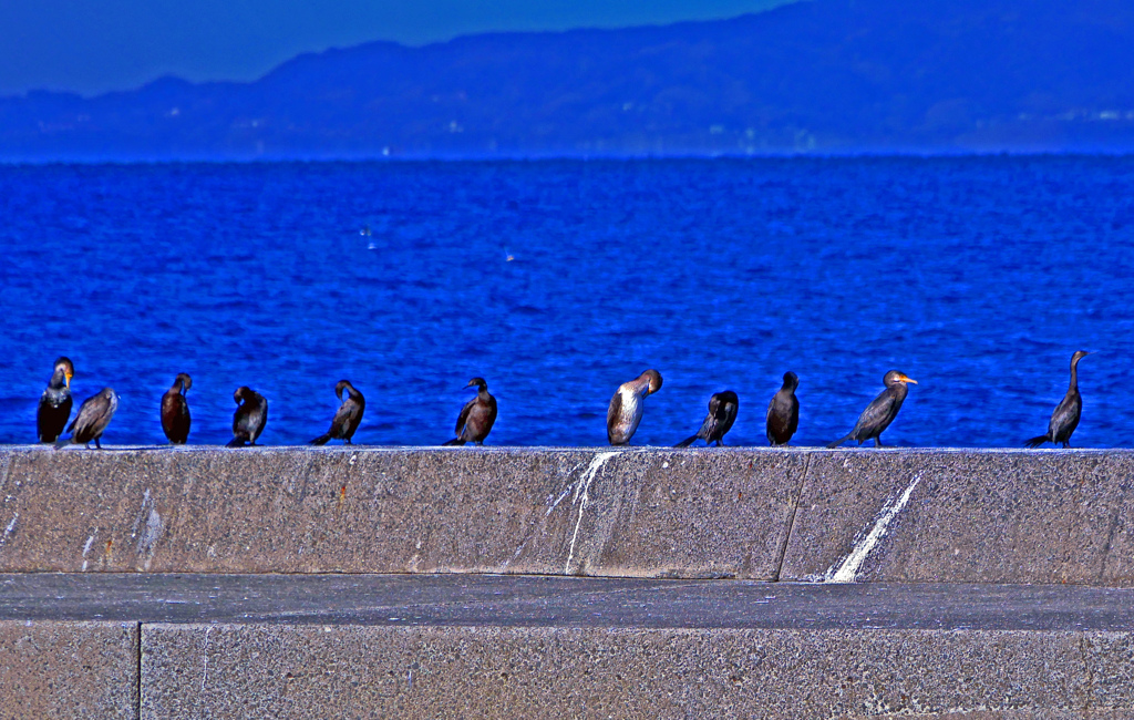 並ぶ ウッ！　P1800215zz