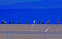 並ぶ ウッ！　P1800215zz