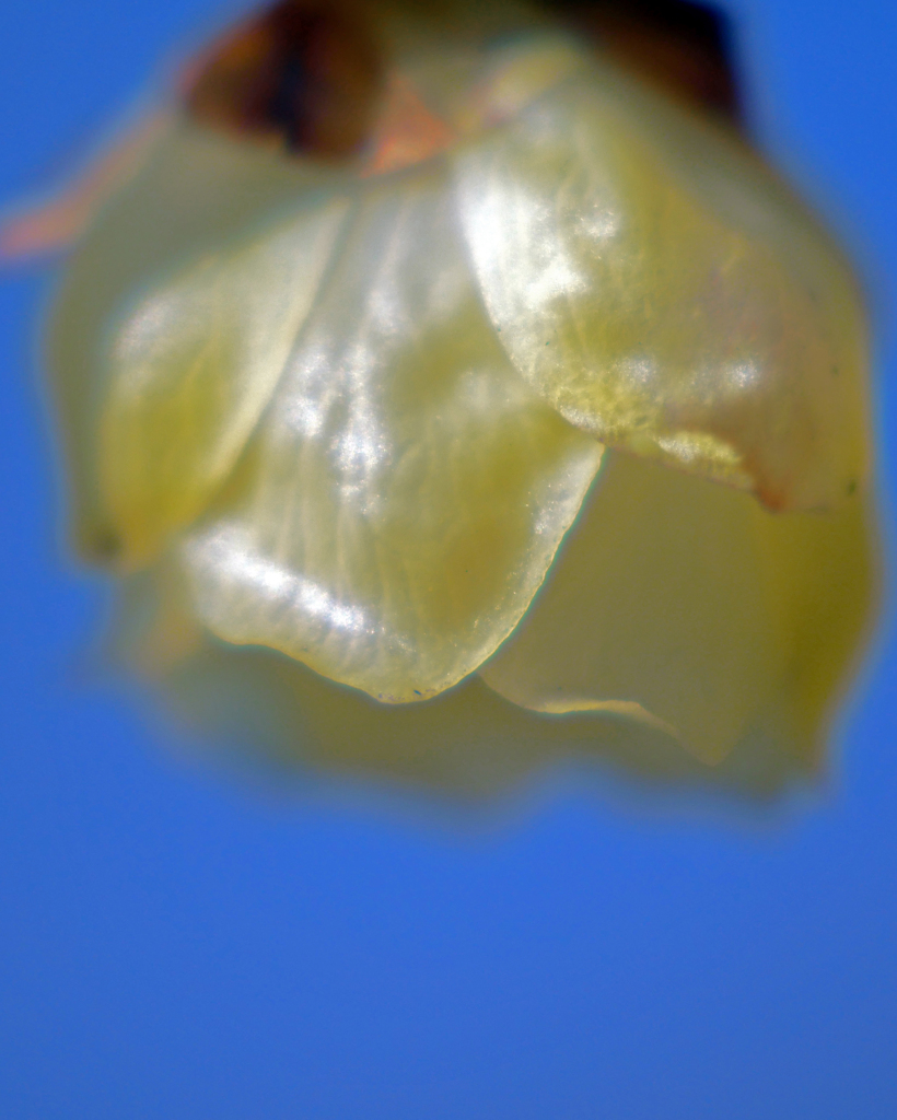 天使のランタン　P1060722zz