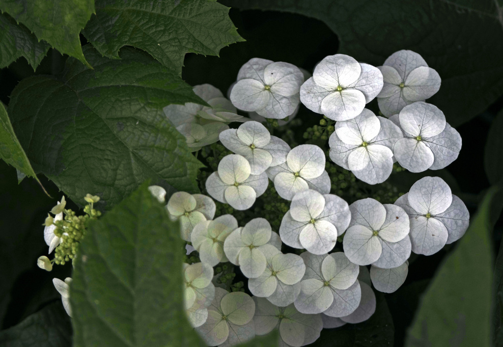 白い紫陽花　IMG9959zz