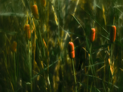 蒲の穂　IMGP8639zz