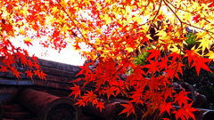 午後のひかりⅡ　P1136189zz