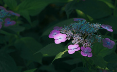 木洩れ日に映える　　IMG9890zz