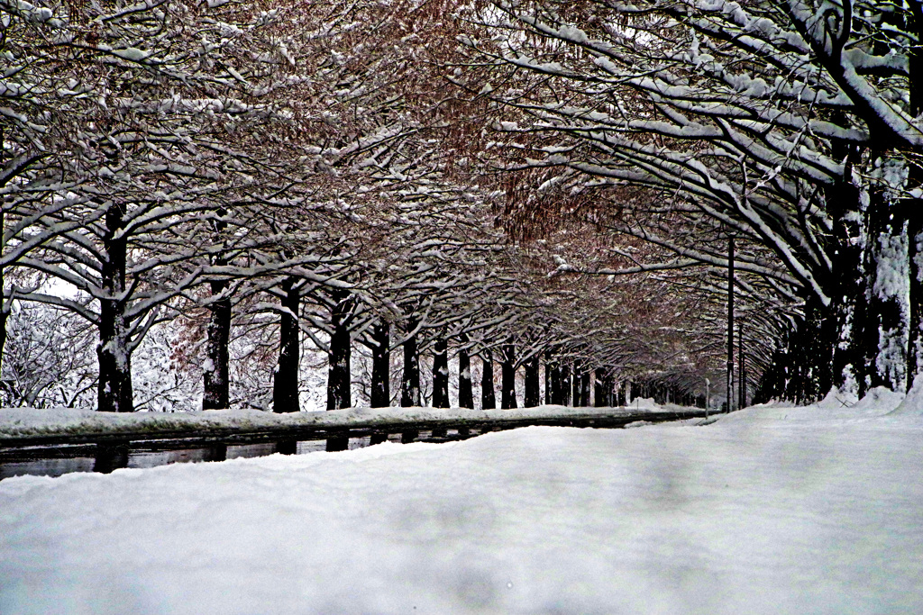 並木 冬の景　IMGP8955zz