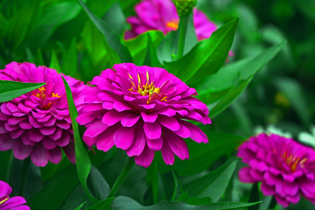 ジニアって百日草？　P1011534zz