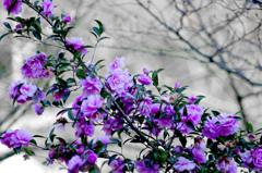 ピンクの山茶花　_IGP4210zz