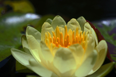 黄色い睡蓮　P1088598zz